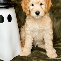 Goldendoodle Puppies from Gentry Doodles
