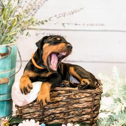 Doberman Pinscher Puppies from Imperium Dobermann Kennel
