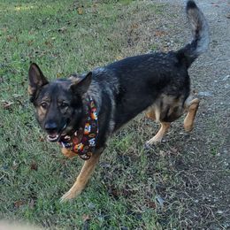Shadow - Sable German Shepherd puppy in Springtown, Texas from Odom's German Shepherds