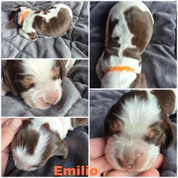 Emilio Liver tri Roan - Liver white and roan male English Springer Spaniel puppy in Waynesburg, Ohio from Rebels Ridgeview Acres