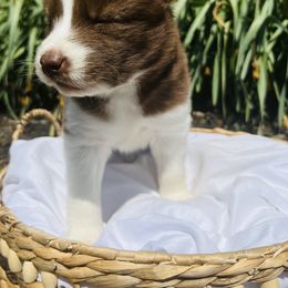 Siberian Husky Puppies from Wooly Woof Siberians