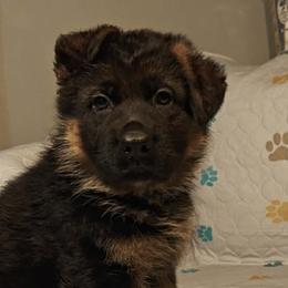 Green female - Black and red female German Shepherd puppy in Rockfield, Kentucky from Cheveyo German Shepherds