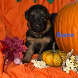 Quenn Blue Collar - Black and red male German Shepherd puppy in Hillsboro, Indiana from Salty Raccoon Ranch German Shepherds