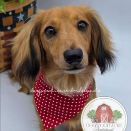 Piper - Dachshund