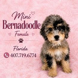 Pebbles - Lite Pink Collar - Blue merle female Bernedoodle puppy in Port Charlotte, Florida from Islands Wheatens and Poodles