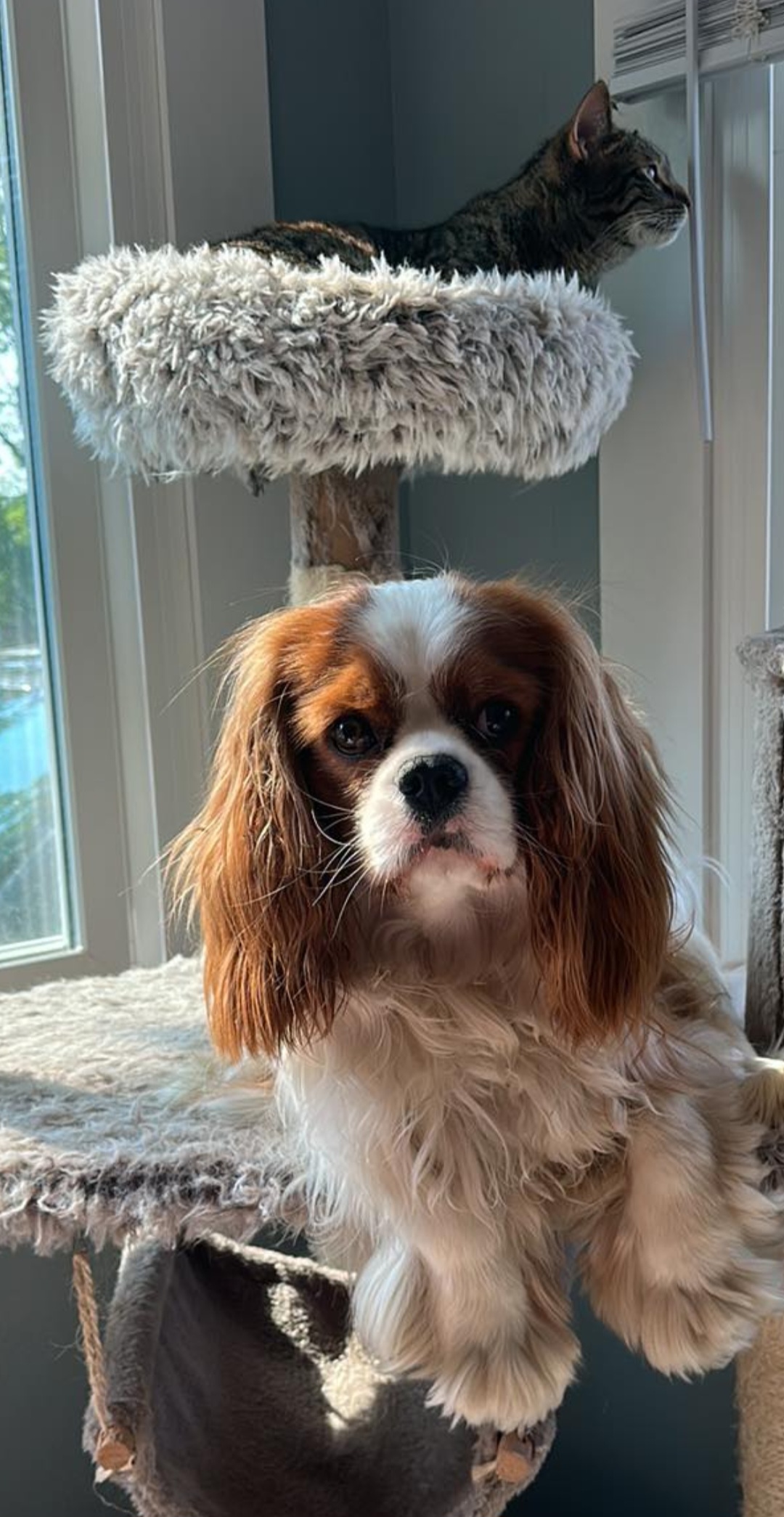 Nieko - Cavalier King Charles Spaniel