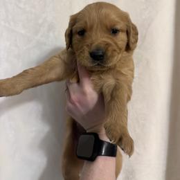 Golden Retriever Puppies from O’Shields Golden Paws