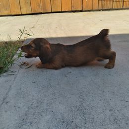 Dachshund Puppies from Aster Creek Kennel