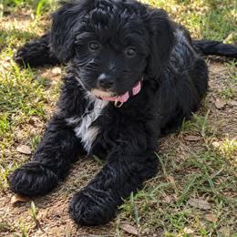 Mabel - Black and white female Aussiedoodle puppy in Byron, Georgia from Southern Olive Doodles 🫒