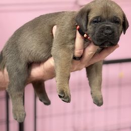 Red - Gray and fawn male Cane Corso puppy in Pollock Pines, California from Capitol City Cane Corso