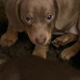 Kennedy - Fawn (Isabella) female Dachshund puppy in Salem, Oregon from Ide's of March Dachshunds
