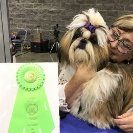 LOUIS - Shih Tzu