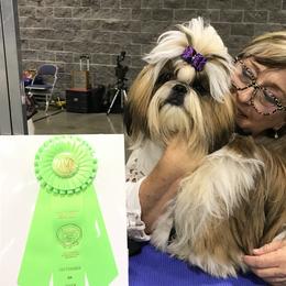 LOUIS - Shih Tzu