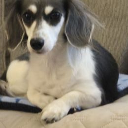 Bristol - Dachshund