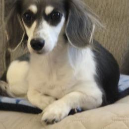 Bristol - Dachshund