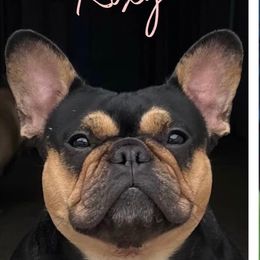 Roxy - French Bulldog