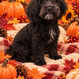 Morkie All Grown Up from Aubrea's Morkies