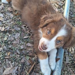Declan - Red tri male Miniature Australian Shepherd puppy in Copperas Cove, Texas from Aussies Acre
