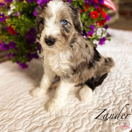 Aussiedoodle Puppies from Ridgeline Doodles