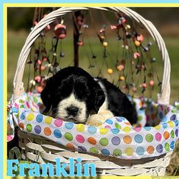 Franklin - Black and white male Cocker Spaniel puppy in Clinton, Oklahoma from Enchanted Spaniels