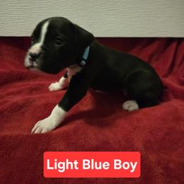 Boxer Puppies from Ashley Rhodes
