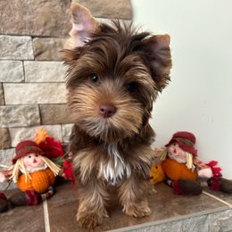 Henry - Chocolate and tan male Yorkshire Terrier puppy in Parkersburg, West Virginia from Chocolate Diamonds in the RUFF