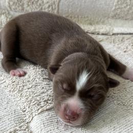 Finn - Red and white male Siberian Husky puppy in Union Grove, Alabama from Southern Siberian Life