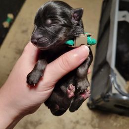 German Shepherd and Pembroke Welsh Corgi Puppies from J&R Shepherds & Corgis