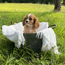 Cavalier King Charles Spaniel Puppies from Freeman's Royal Cavaliers