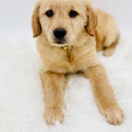 Lizzie - Golden female Golden Retriever puppy in Elmwood Park, Illinois from Goldens&MiniAussiesWithFinesse