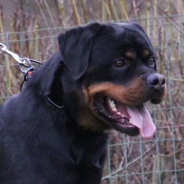 Rottweilers from Vom Valencia Haus
