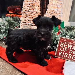 Miniature Schnauzer Puppies from A.R Miniature Schnauzers