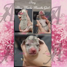 Tiny - Mantle merle female Great Dane puppy in Longview, Texas from Lazy A Danes