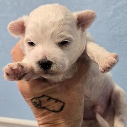 Tonka - White and cream male Bichon Frise puppy in Carthage, Missouri from Cooley's Cuddle Pups