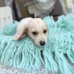 Dawson - Piebald male Dachshund puppy in Decatur, Mississippi from KP Dachshunds