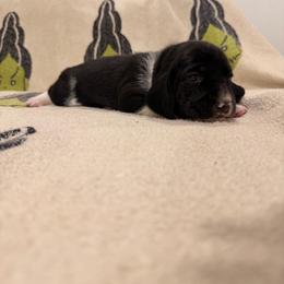 Émile - Black and white male Basset Hound puppy in Lubbock, Texas from Hound House