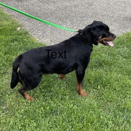 Nikita - Rottweiler