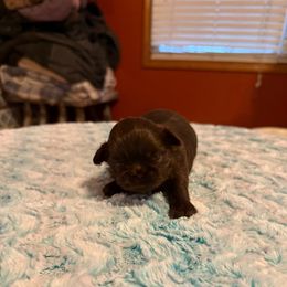 Dominica - Chocolate female Shih Tzu puppy in Success, Missouri from Sweet Success