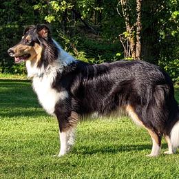 Ivy - Scottish Collie 