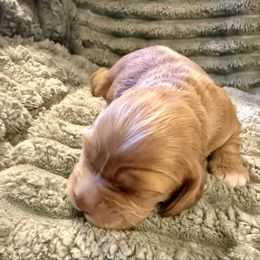 Belle - Golden female Cocker Spaniel puppy in Sumter, South Carolina from Cocker Eclipse In Home Kennel