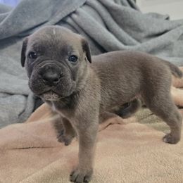 Boy 7 - male Cane Corso puppy in Beaver Crossing, Nebraska from Blue River Cane Corso