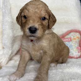 Georgia - Red  female Goldendoodle puppy in Cleveland, Georgia from The O.G. Doodles