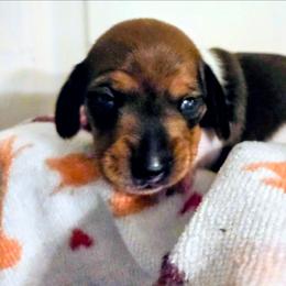 Duchess party pie - Piebald female Dachshund puppy in Roseville, California from Denver's Golden Dashies