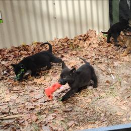 Jacob - Black seal male German Shepherd puppy in Montalba, Texas from LM German Shepherd Dogs