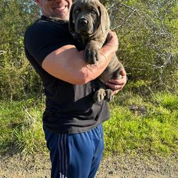 Cane Corso Puppies from Venom Cane Corsos