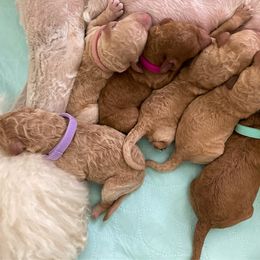 Pomeranian and Poodle Puppies from Mon Chéri Kennels