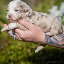 Violet - Red merle female Miniature Australian Shepherd puppy in Grants Pass, Oregon from Woodwind Miniatures