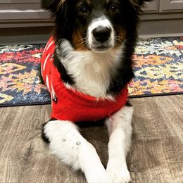 Australian Shepherd Puppies from Grand Ridge Australian Shepherds