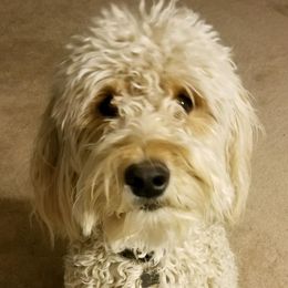 Belle - Goldendoodle