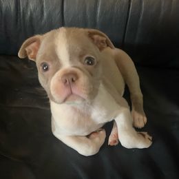 FREE - MaiTai - Guardian - Seal and white Boston Terrier puppy in Anderson, South Carolina from Lola’s House of Bostons & Rescue